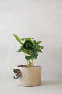 Håndlavede Krukker|Lille^PLANT Tang ekop