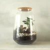 Planter Og Værktøj Til Terrarier|Håndskabte Terrarier^PLANT Terrarie med Ficus Bonsai no. 18