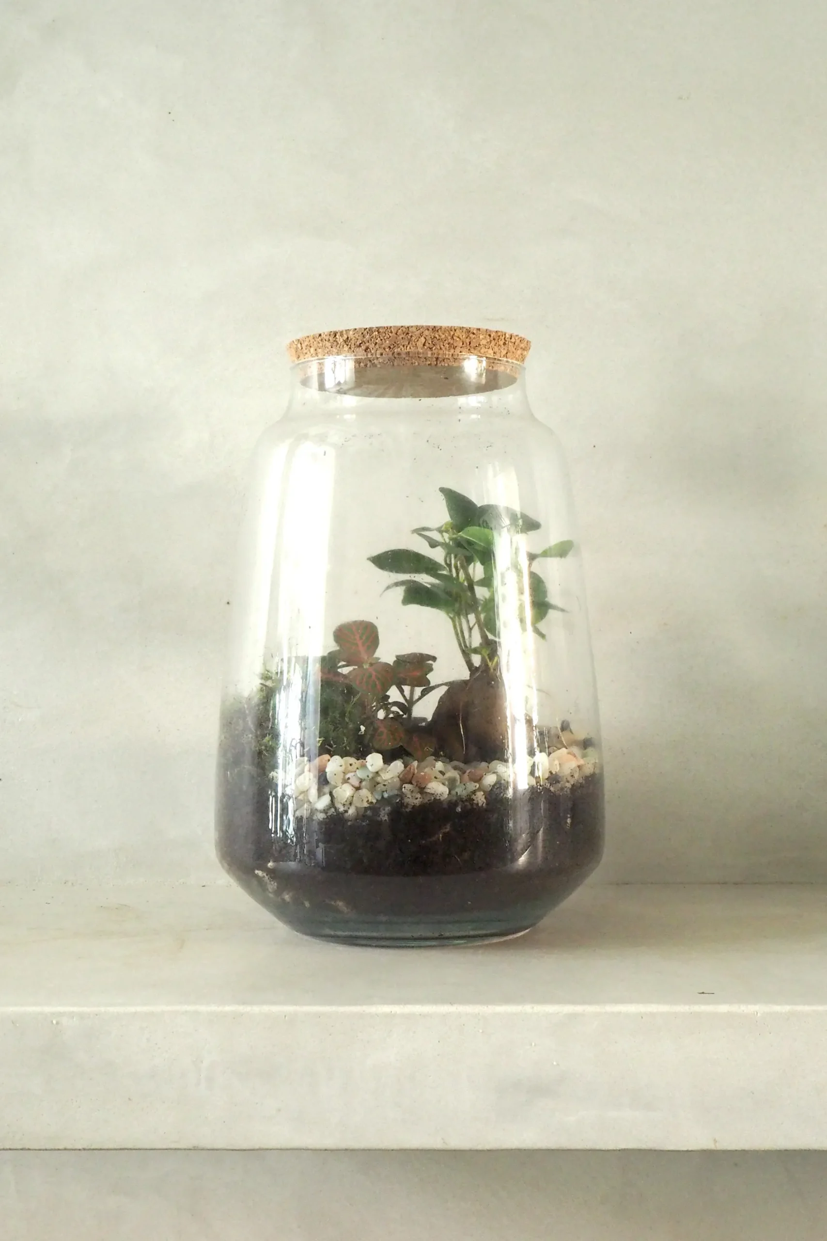 Planter Og Værktøj Til Terrarier|Håndskabte Terrarier^PLANT Terrarie med Ficus Bonsai no. 18
