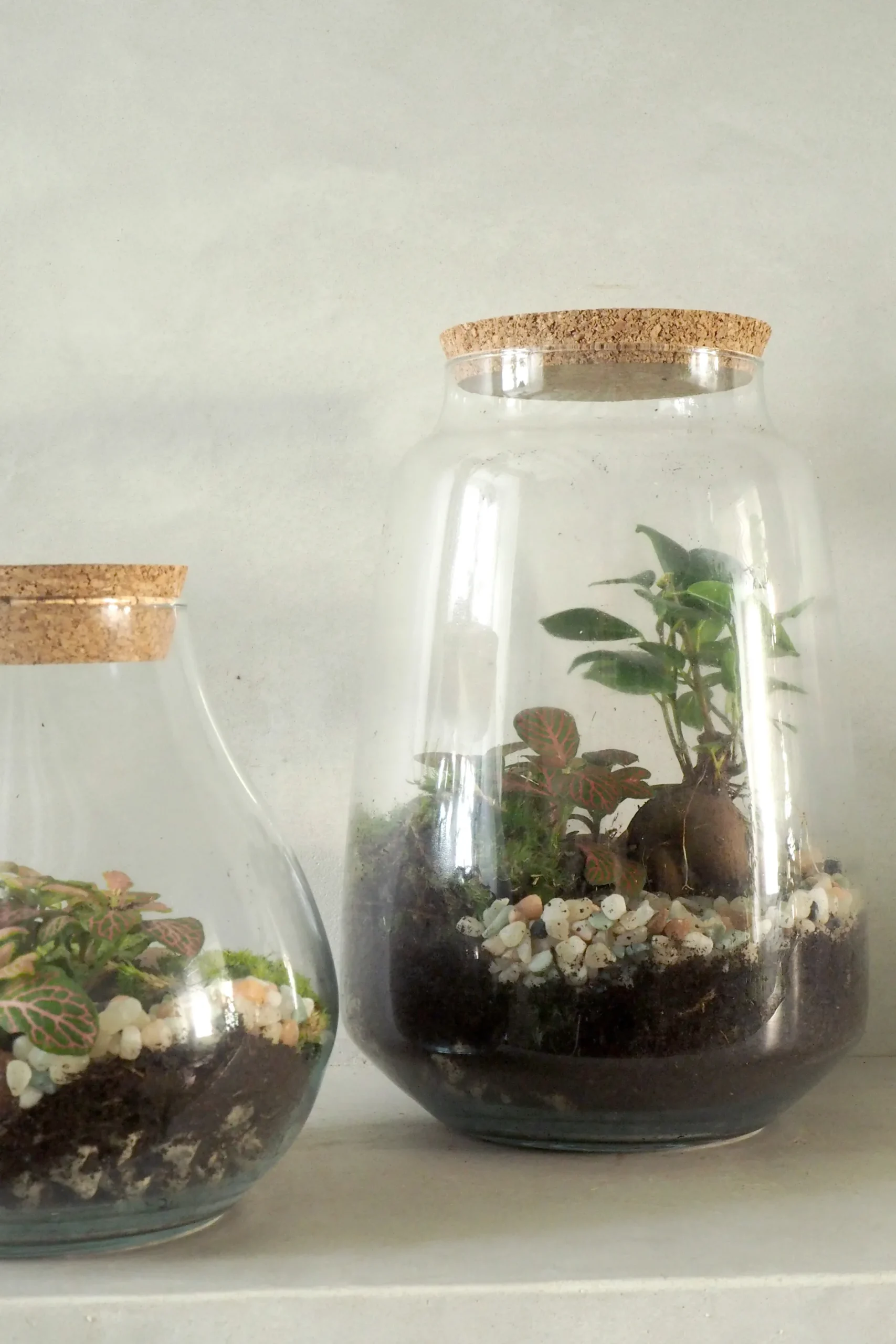Planter Og Værktøj Til Terrarier|Håndskabte Terrarier^PLANT Terrarie med Ficus Bonsai no. 18