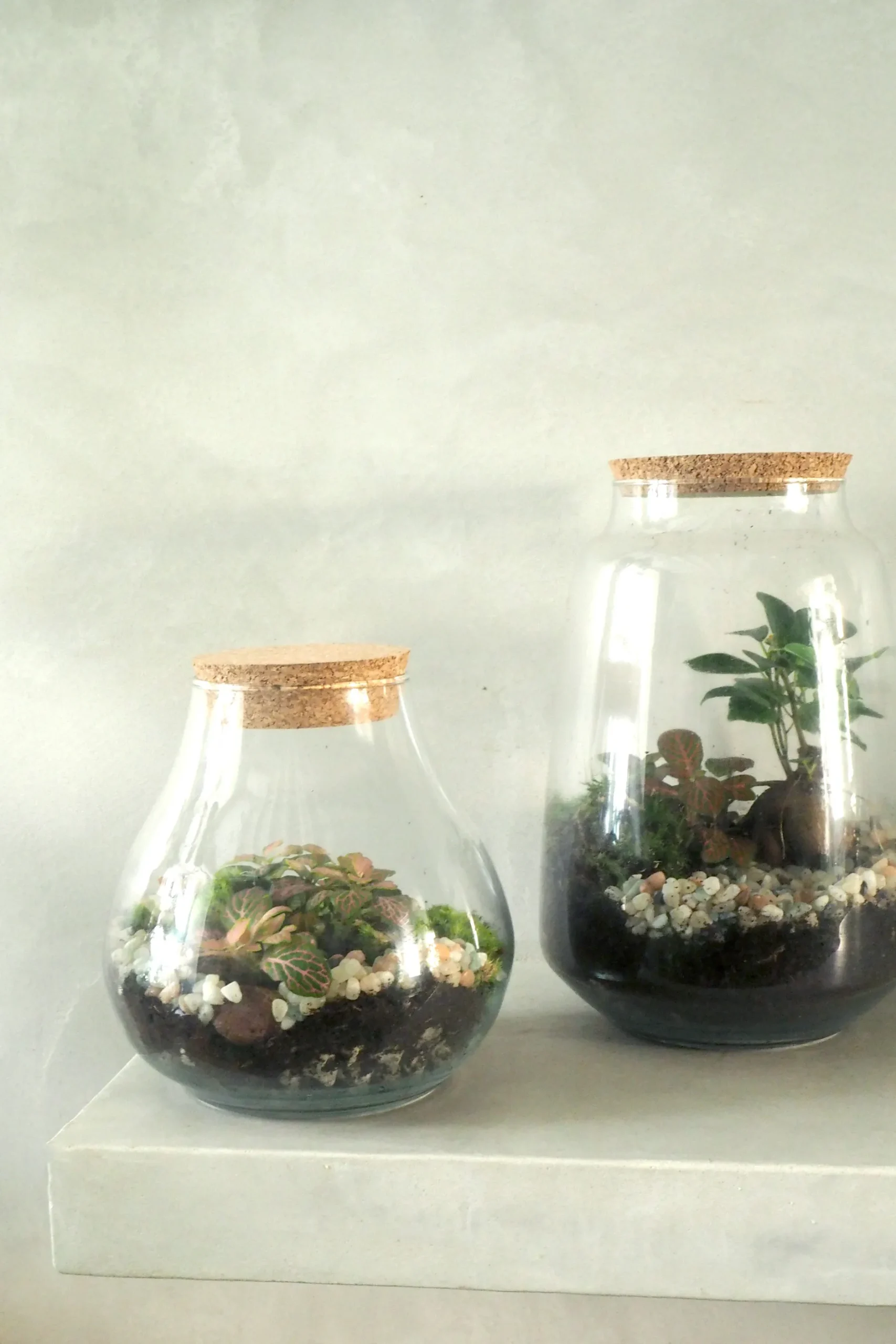 Planter Og Værktøj Til Terrarier|Håndskabte Terrarier^PLANT Terrarie med Ficus Bonsai no. 18