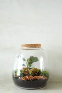 Planter Og Værktøj Til Terrarier|Håndskabte Terrarier^PLANT Terrarie no. 04
