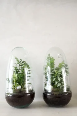 Planter Og Værktøj Til Terrarier|Håndskabte Terrarier^PLANT Terrarie no. 05