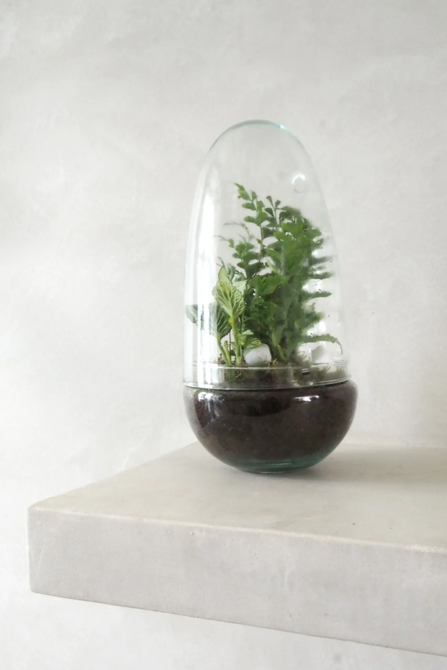 Planter Og Værktøj Til Terrarier|Håndskabte Terrarier^PLANT Terrarie no. 05