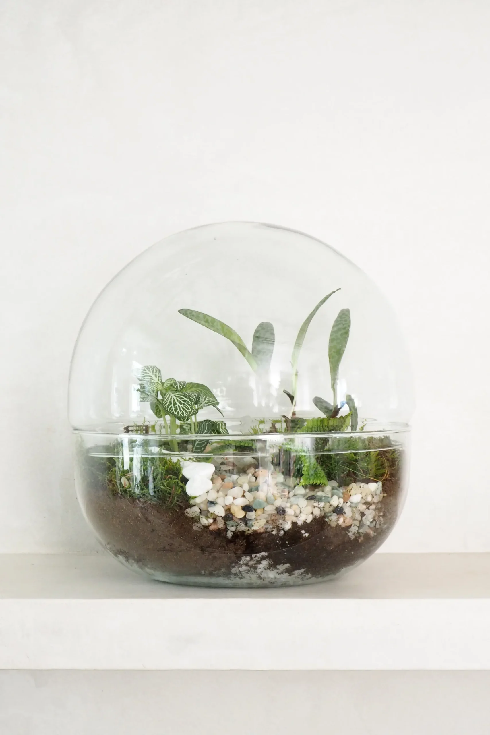 Planter Og Værktøj Til Terrarier|Håndskabte Terrarier^PLANT Terrarie no. 10
