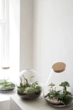 Planter Og Værktøj Til Terrarier|Håndskabte Terrarier^PLANT Terrarie no. 10