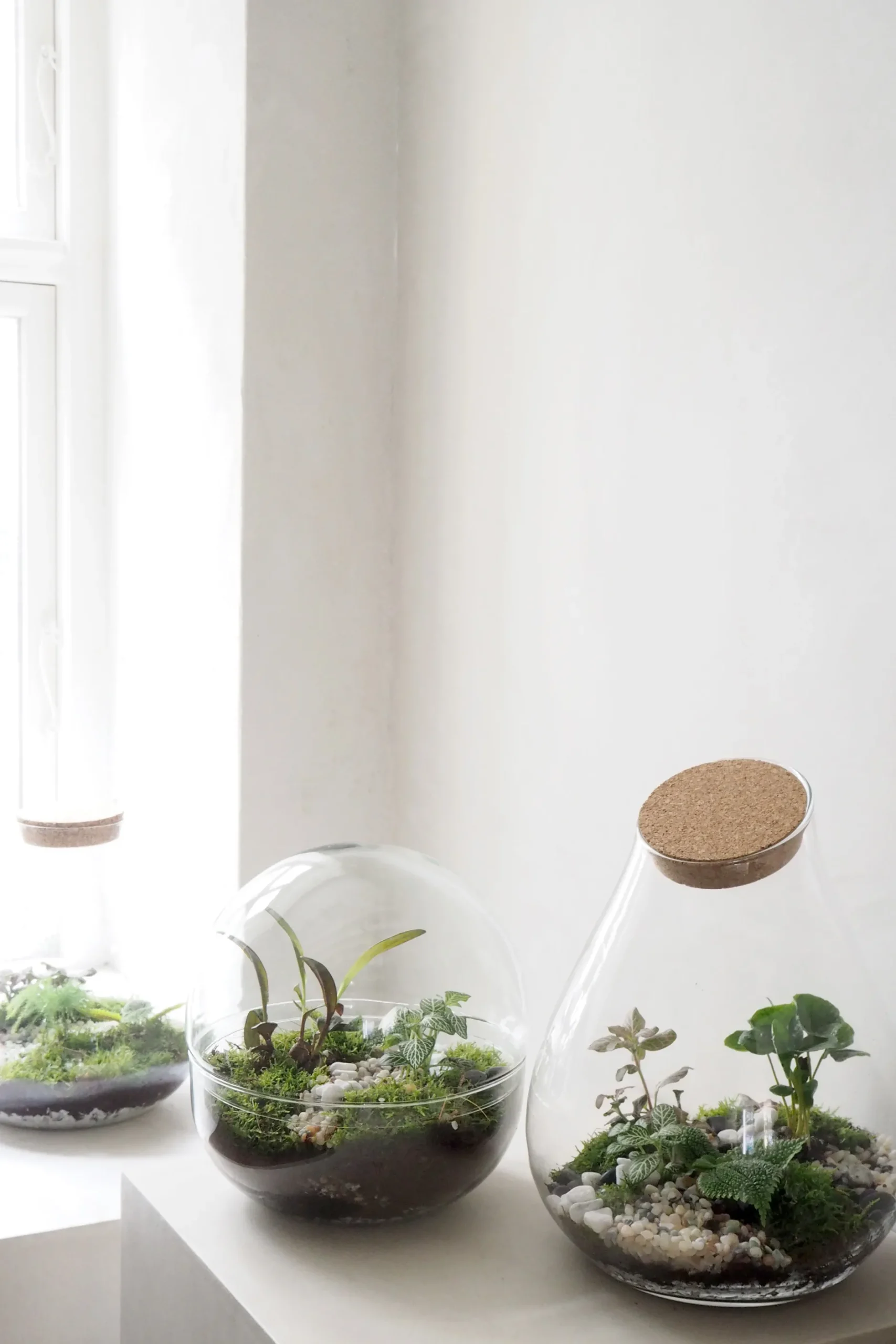 Planter Og Værktøj Til Terrarier|Håndskabte Terrarier^PLANT Terrarie no. 10