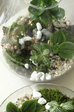 Planter Og Værktøj Til Terrarier|Håndskabte Terrarier^PLANT Terrarie no. 10