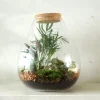 Planter Og Værktøj Til Terrarier|Håndskabte Terrarier^PLANT Terrarie no. 17