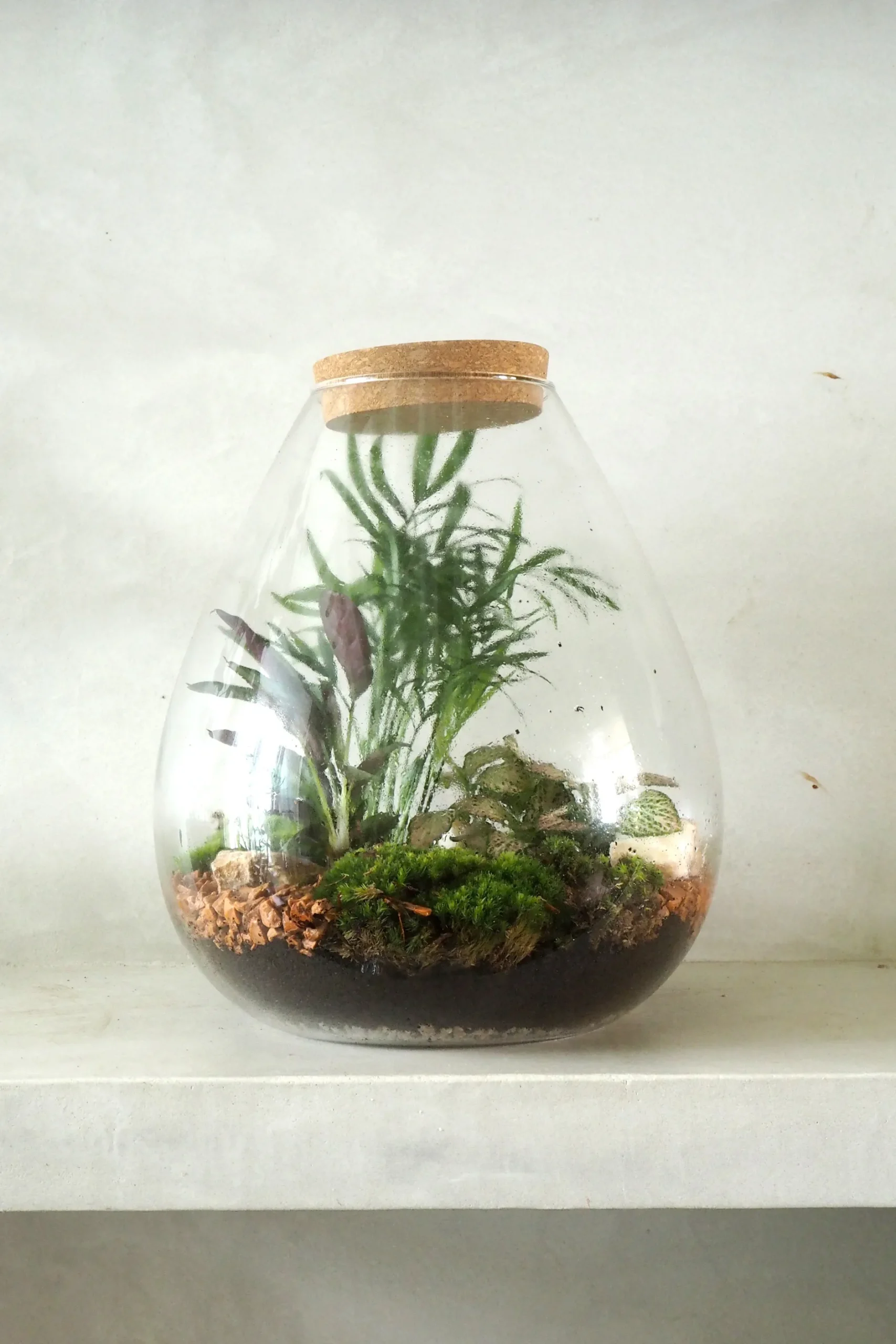 Planter Og Værktøj Til Terrarier|Håndskabte Terrarier^PLANT Terrarie no. 17