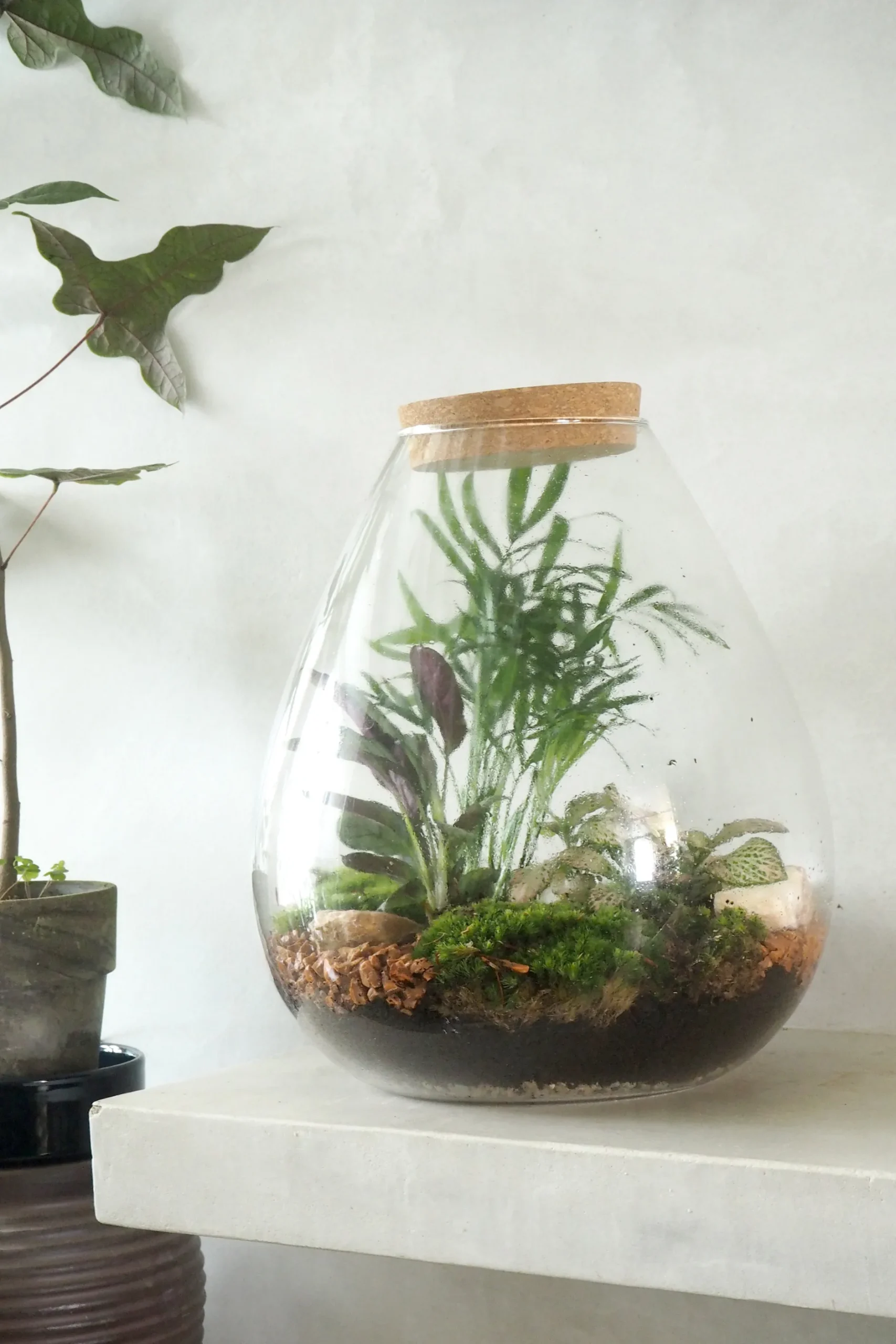 Planter Og Værktøj Til Terrarier|Håndskabte Terrarier^PLANT Terrarie no. 17