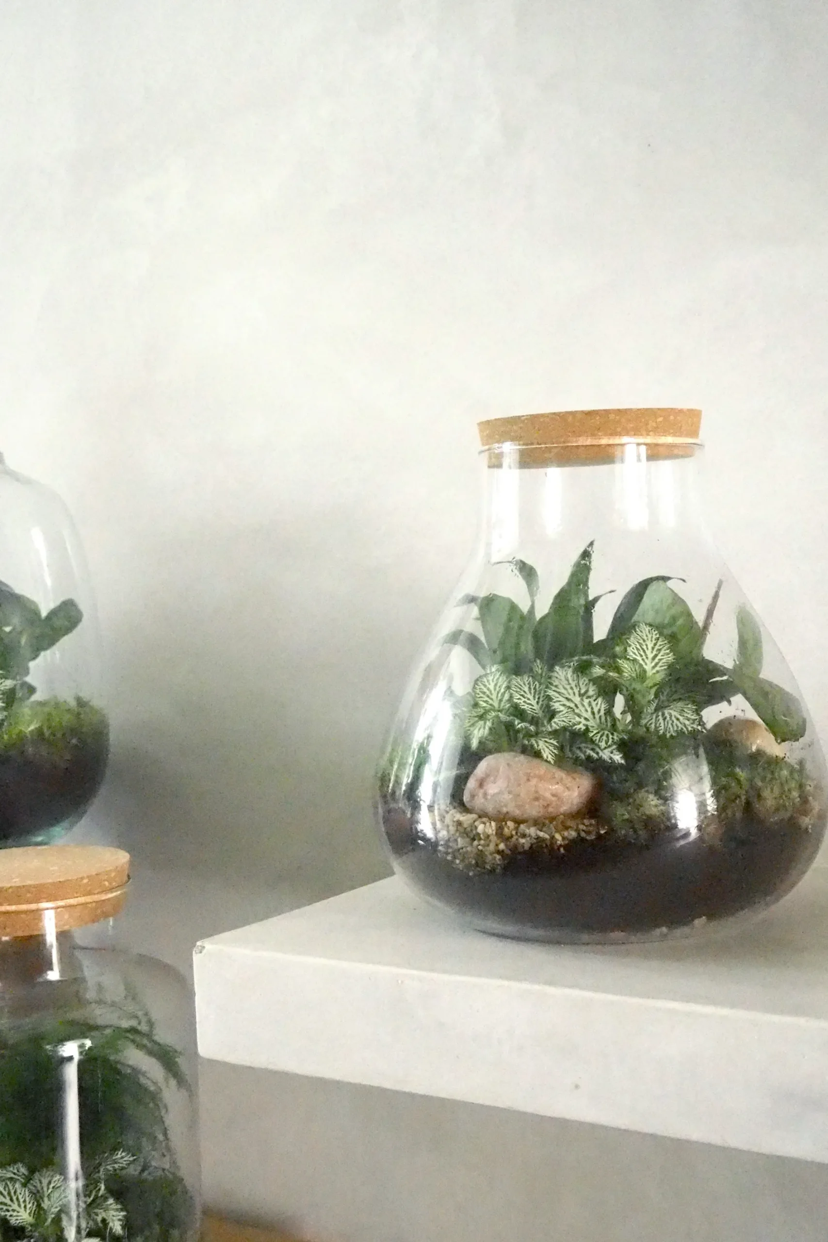 Planter Og Værktøj Til Terrarier|Håndskabte Terrarier^PLANT Terrarie no. 09