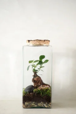 Planter Og Værktøj Til Terrarier|Håndskabte Terrarier^PLANT Terrarie no. 15