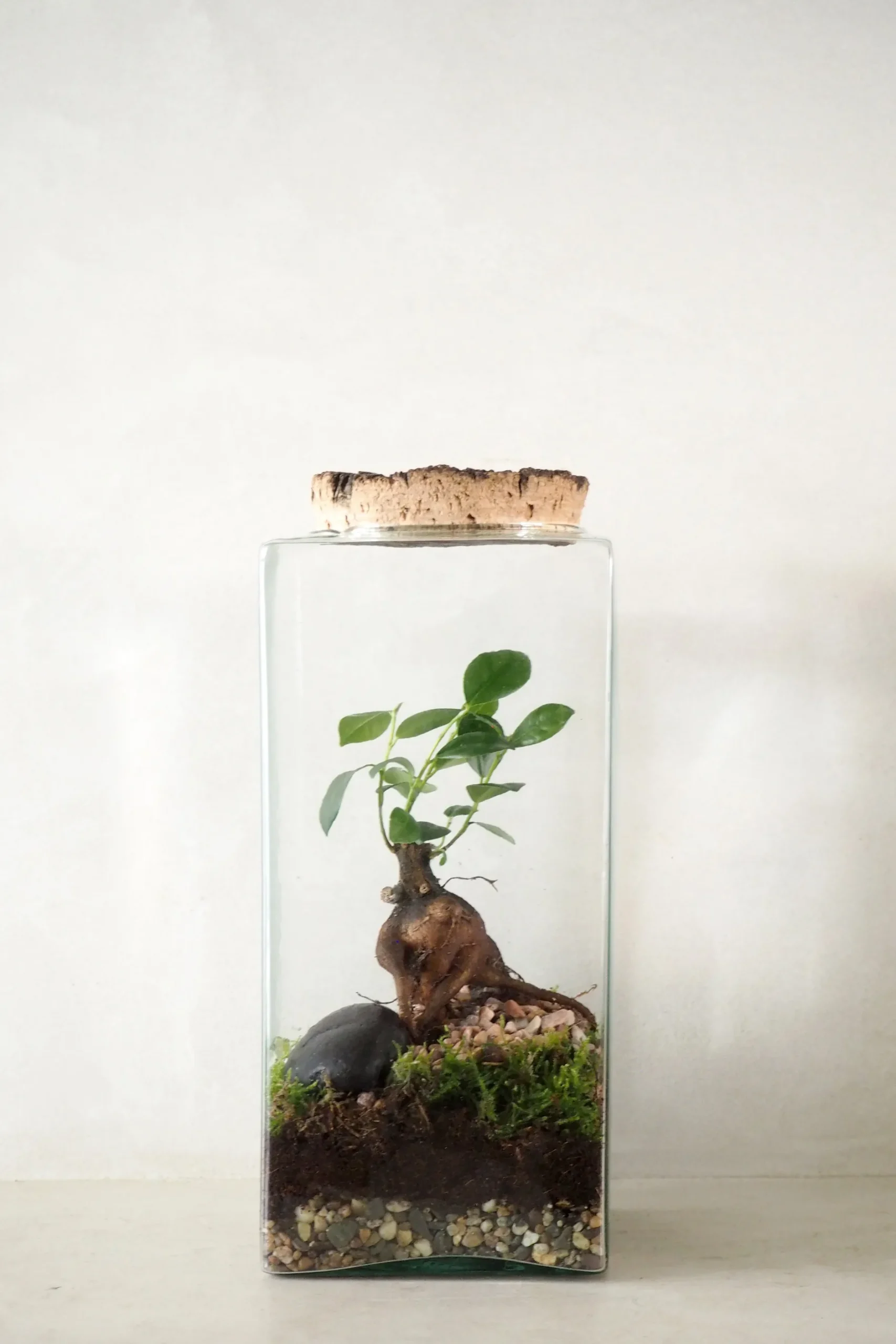 Planter Og Værktøj Til Terrarier|Håndskabte Terrarier^PLANT Terrarie no. 15