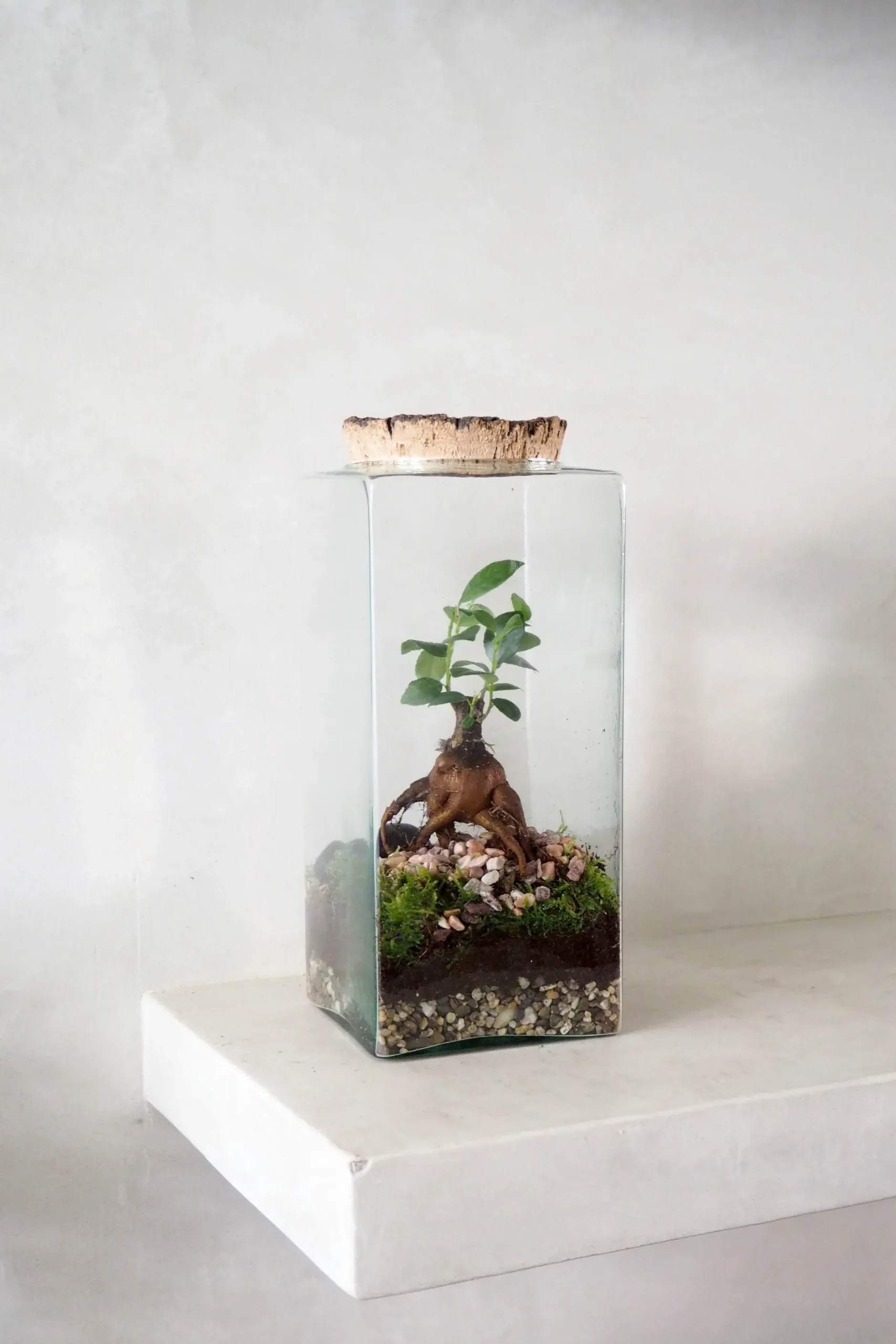 Planter Og Værktøj Til Terrarier|Håndskabte Terrarier^PLANT Terrarie no. 15