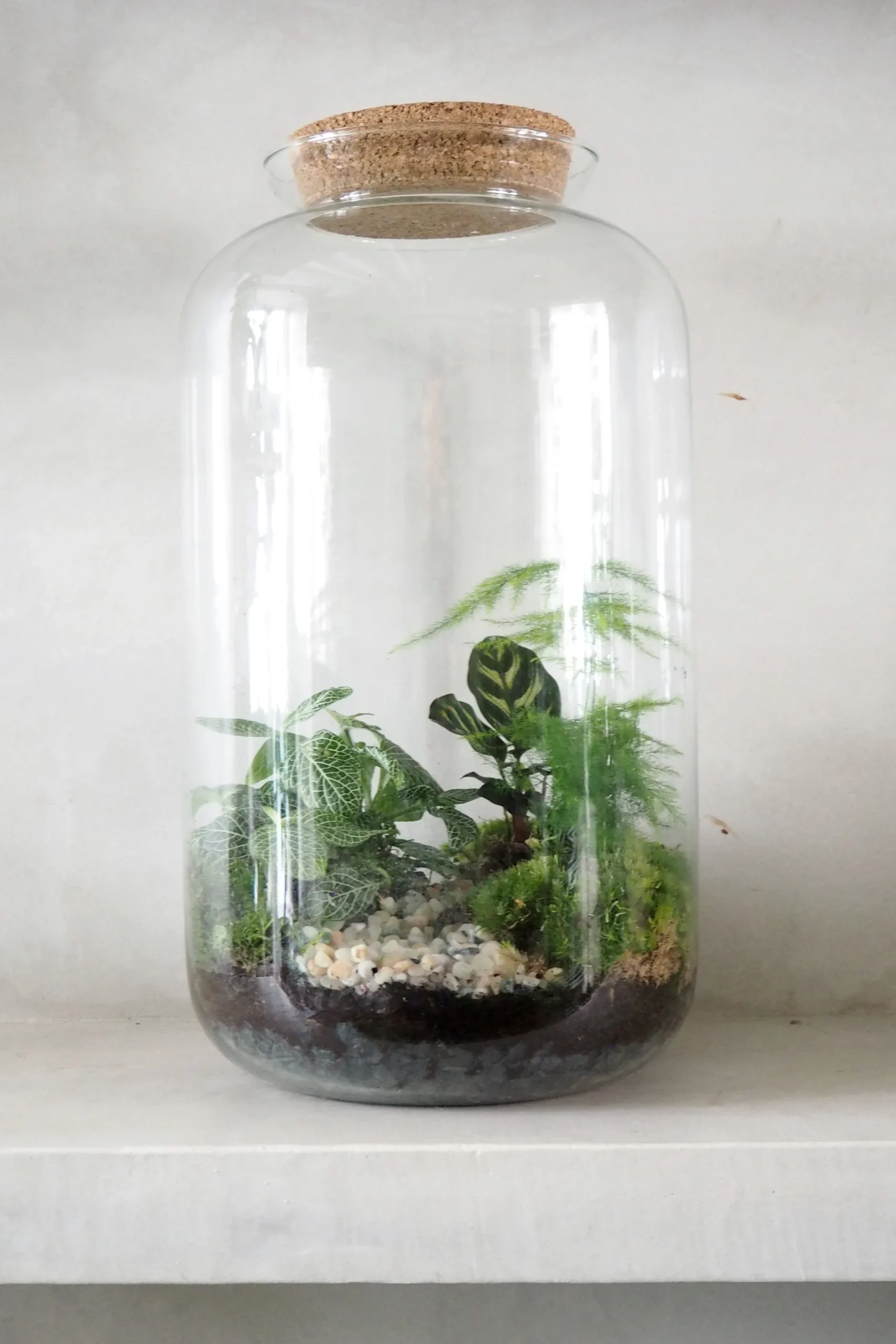 Planter Og Værktøj Til Terrarier|Håndskabte Terrarier^PLANT Terrarie no. 11