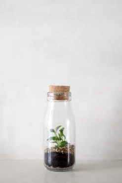 Planter Og Værktøj Til Terrarier|Håndskabte Terrarier^PLANT Terrarie no. 16