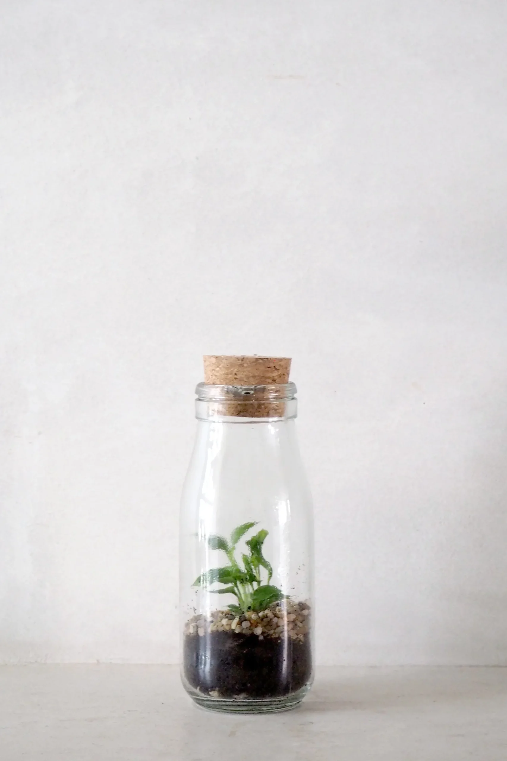 Planter Og Værktøj Til Terrarier|Håndskabte Terrarier^PLANT Terrarie no. 16
