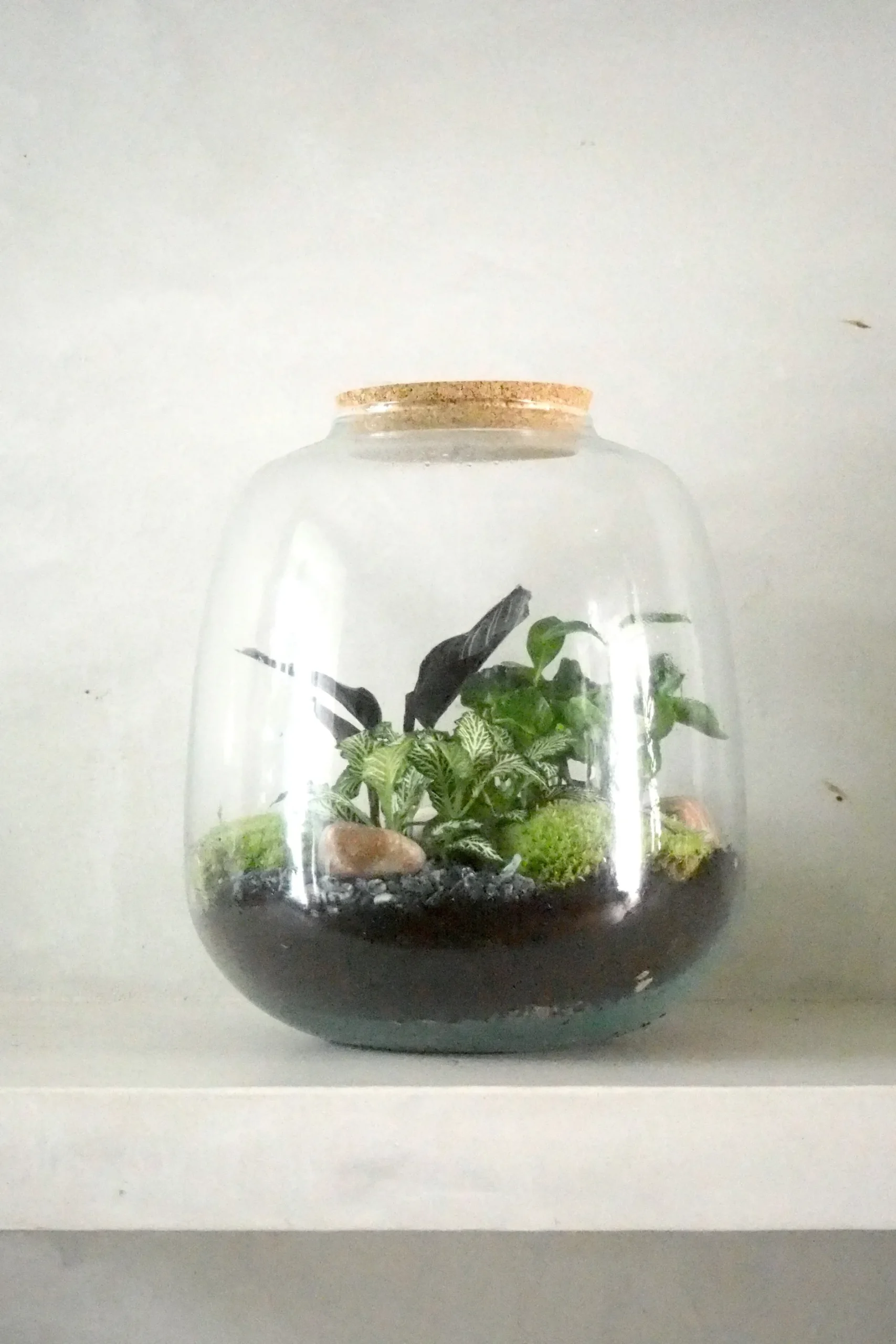 Planter Og Værktøj Til Terrarier|Håndskabte Terrarier^PLANT Terrarie no. 03
