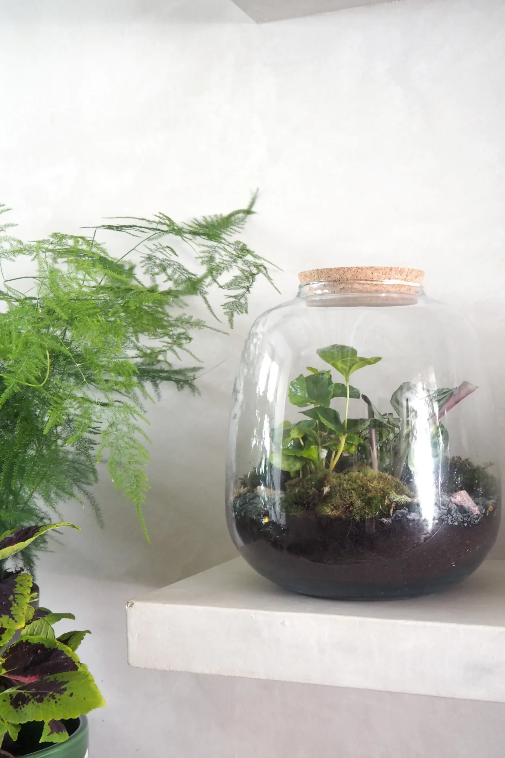 Planter Og Værktøj Til Terrarier|Håndskabte Terrarier^PLANT Terrarie no. 03