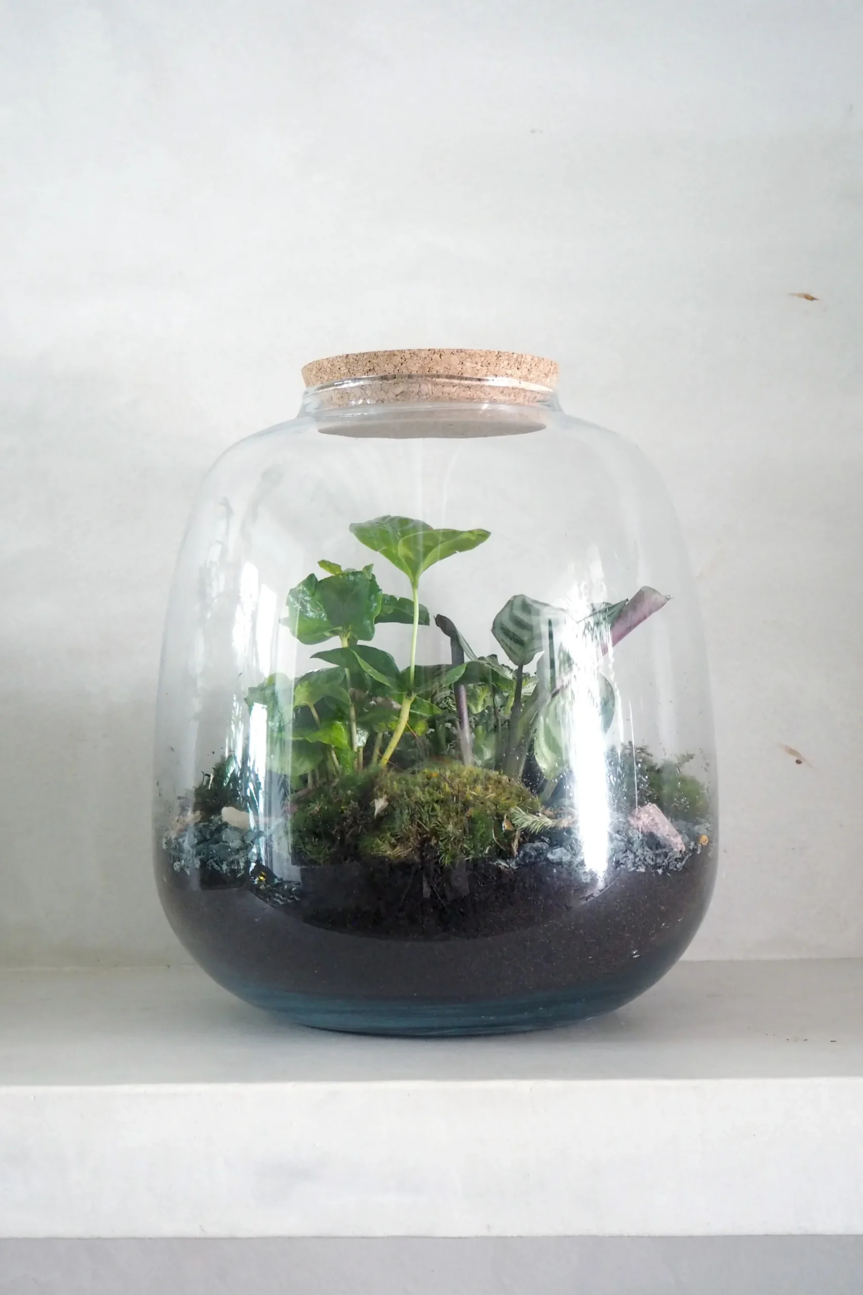 Planter Og Værktøj Til Terrarier|Håndskabte Terrarier^PLANT Terrarie no. 03