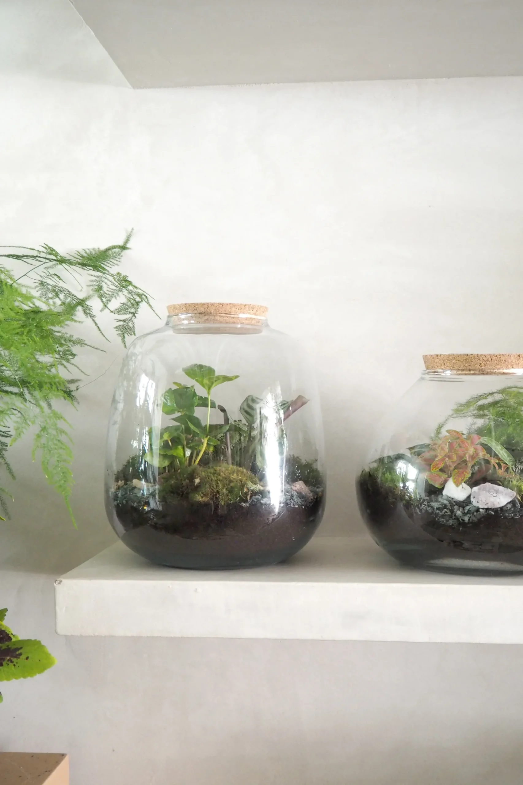 Planter Og Værktøj Til Terrarier|Håndskabte Terrarier^PLANT Terrarie no. 03