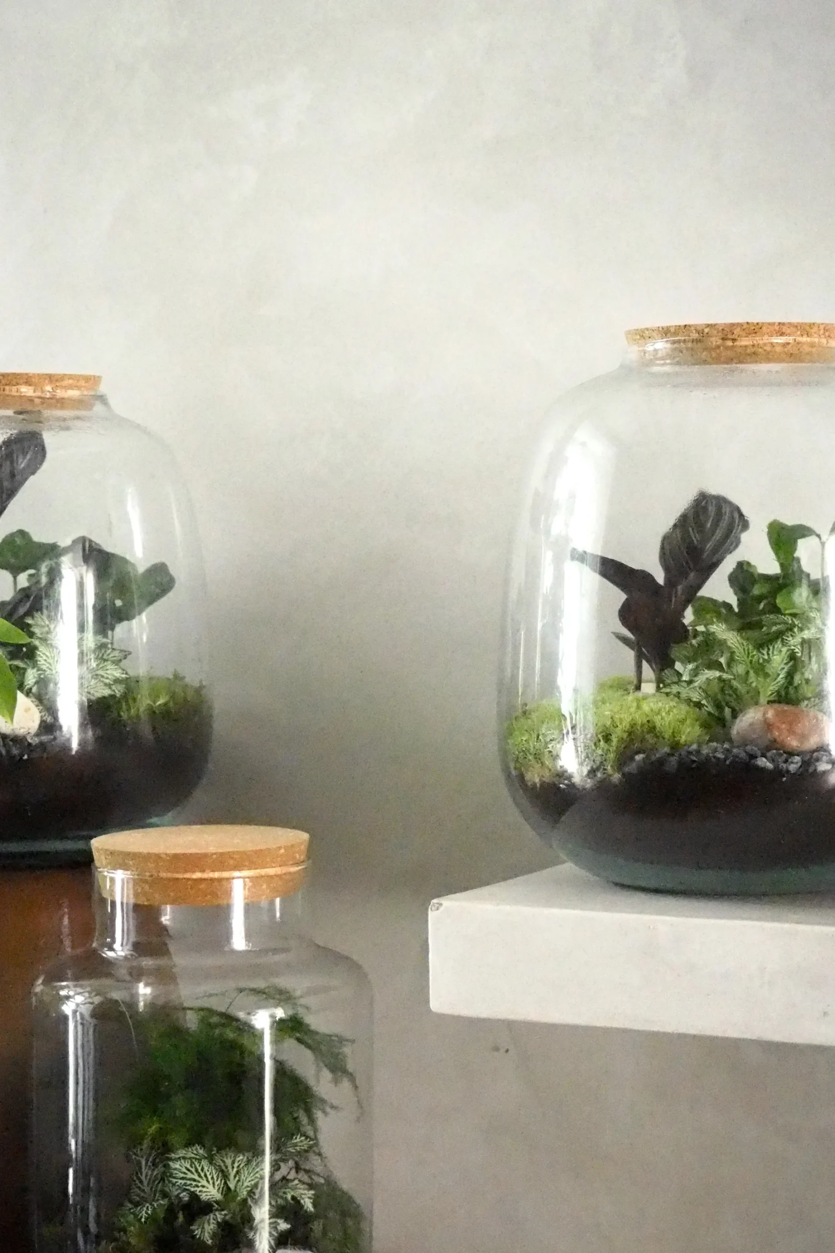 Planter Og Værktøj Til Terrarier|Håndskabte Terrarier^PLANT Terrarie no. 03