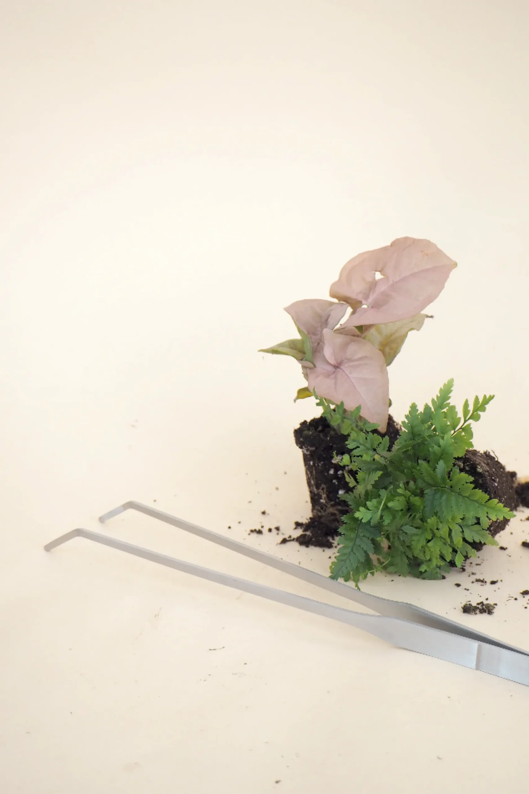 Planter Og Værktøj Til Terrarier|Planter Og Værktøj Til Terrarier^PLANT Terrariepincet