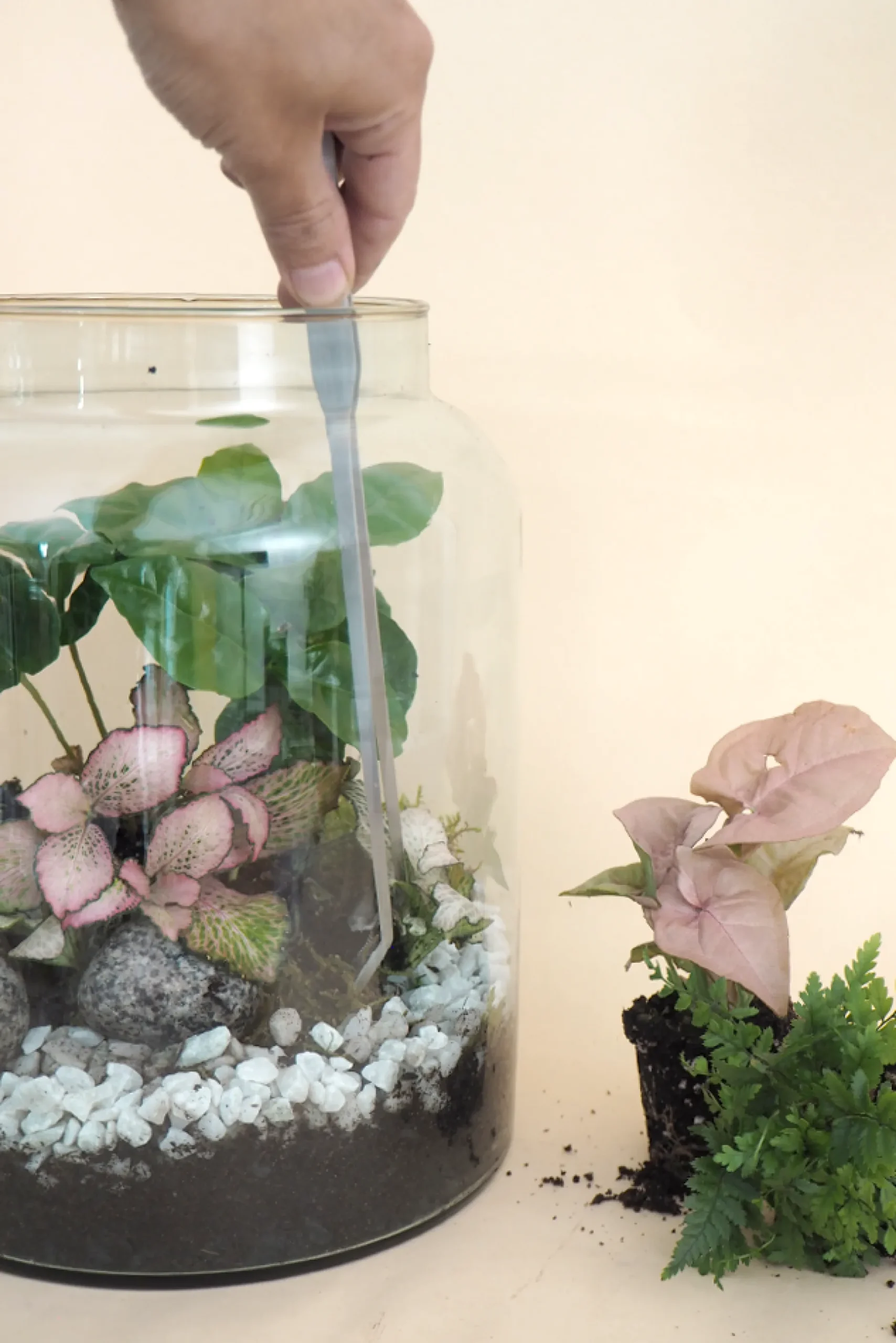 Planter Og Værktøj Til Terrarier|Planter Og Værktøj Til Terrarier^PLANT Terrariepincet