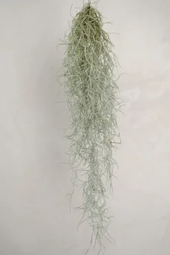 Air Plants^PLANT Tillandsia Usneoides