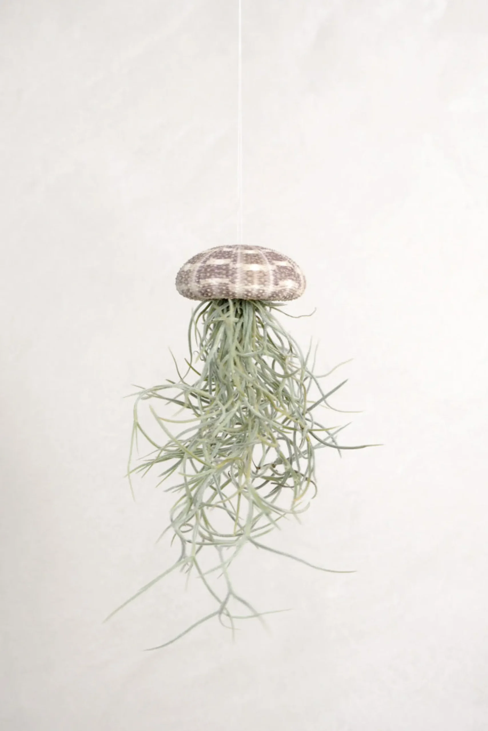 Air Plants^PLANT Tillandsia Usneoides i søpindsvin