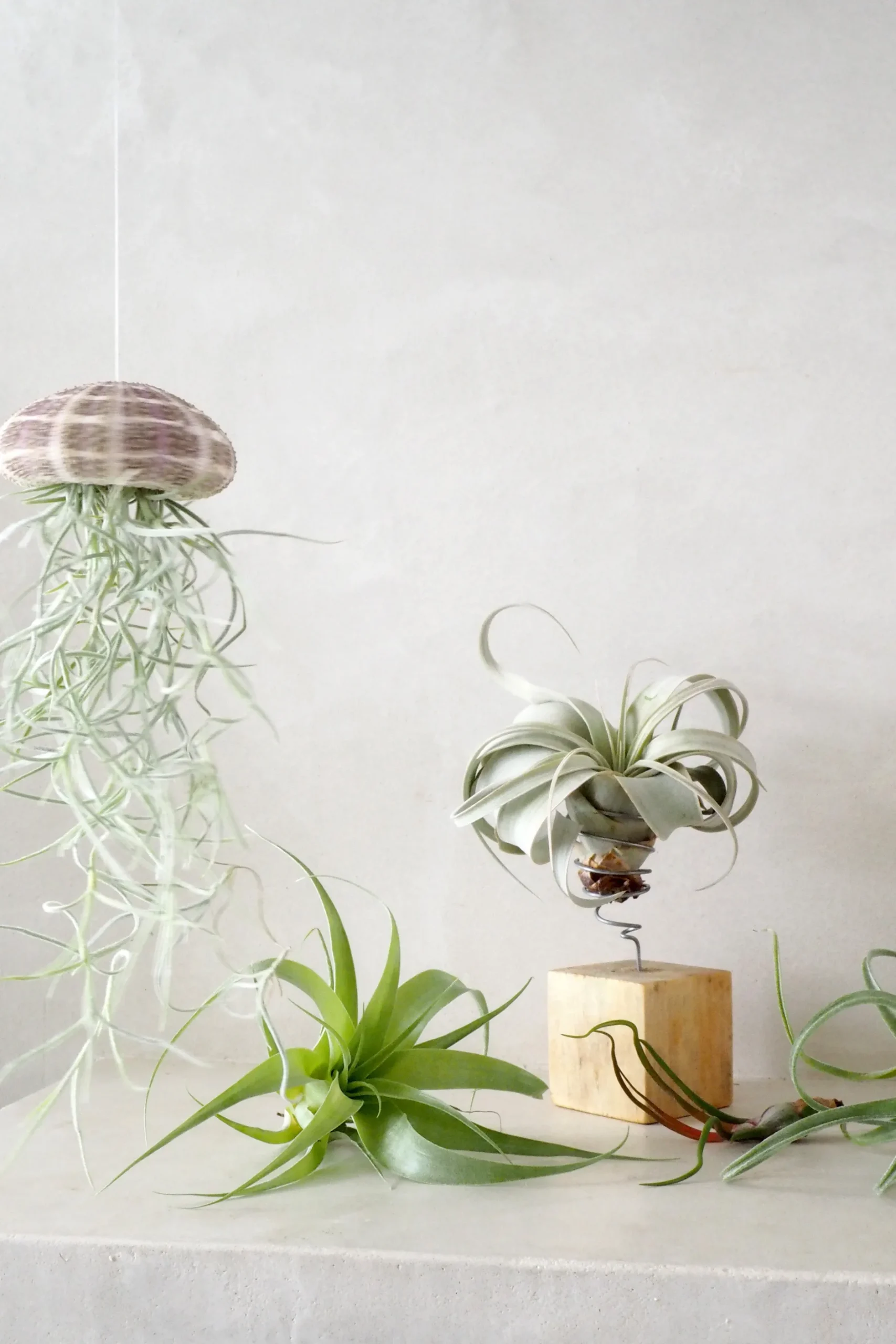 Air Plants^PLANT Tillandsia Usneoides i søpindsvin