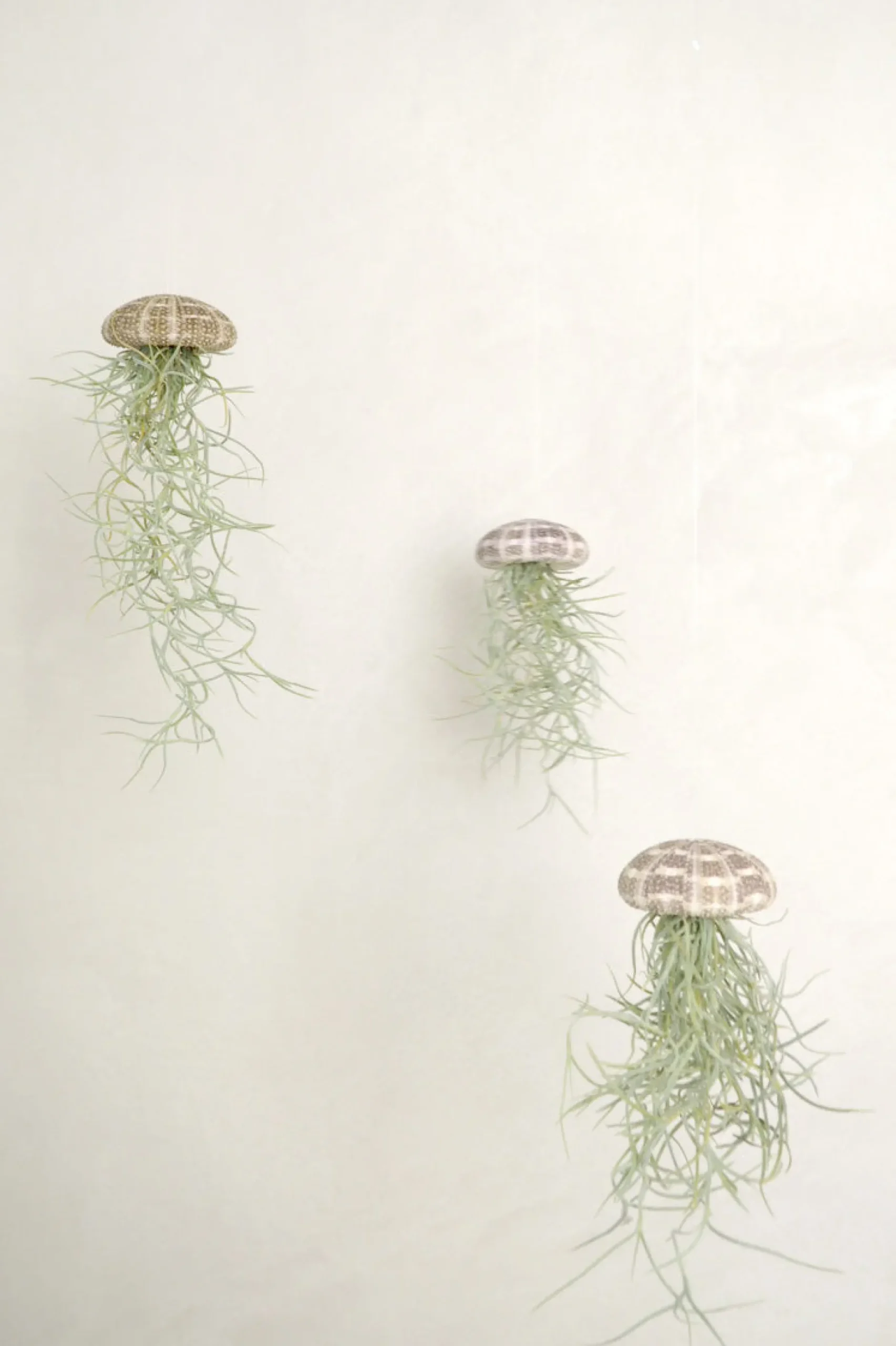 Air Plants^PLANT Tillandsia Usneoides i søpindsvin
