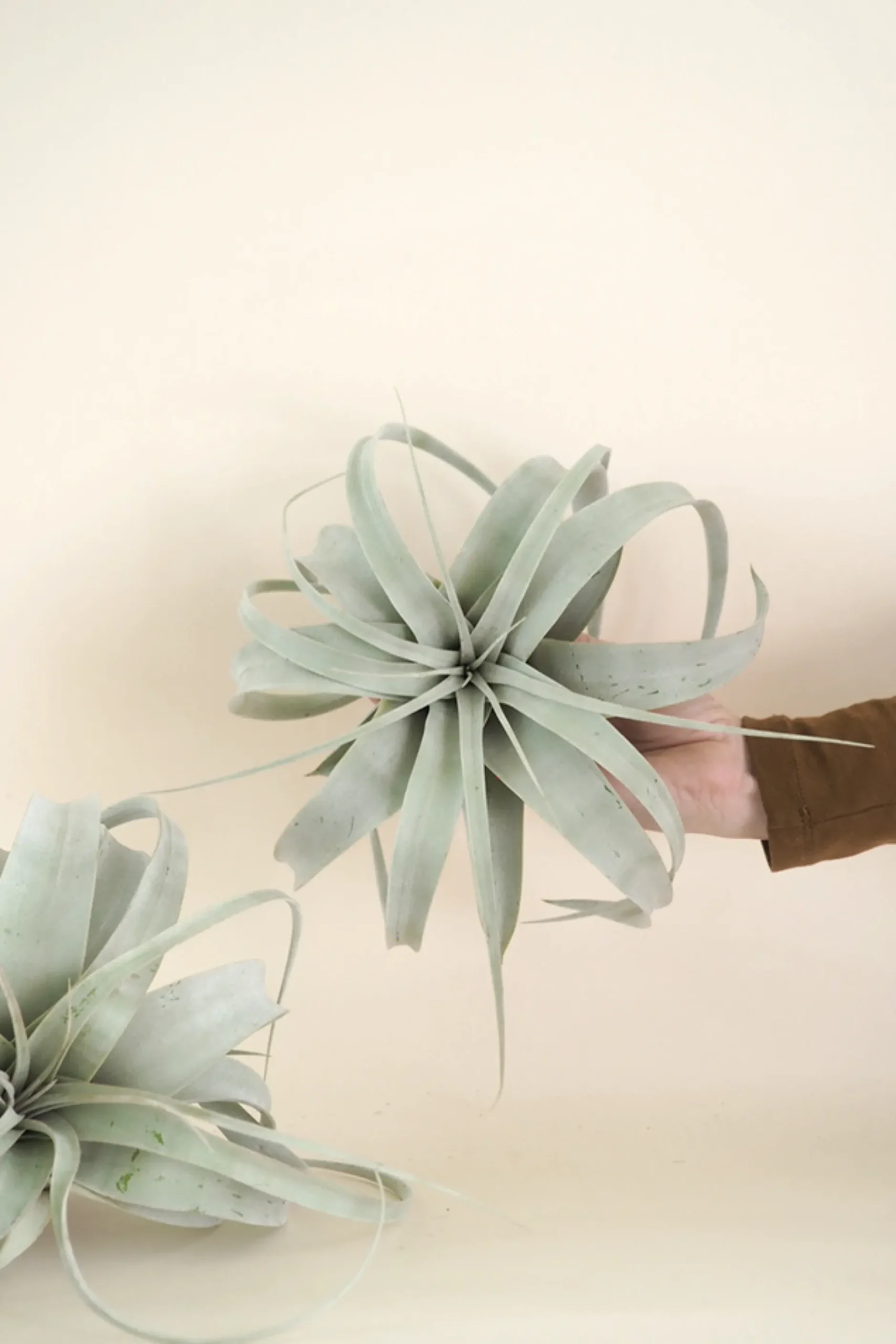 Air Plants^PLANT Tillandsia Xerographic