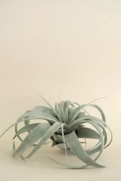 Air Plants^PLANT Tillandsia Xerographic