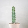 Ørkenplanter Og Knoldplanter^PLANT Titty - Myrtillocactus geometrizans