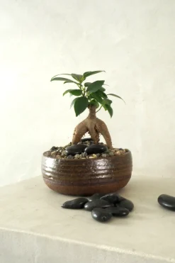 Topping Sten|Jord Og Omplantning^PLANT Topping sten - Sort
