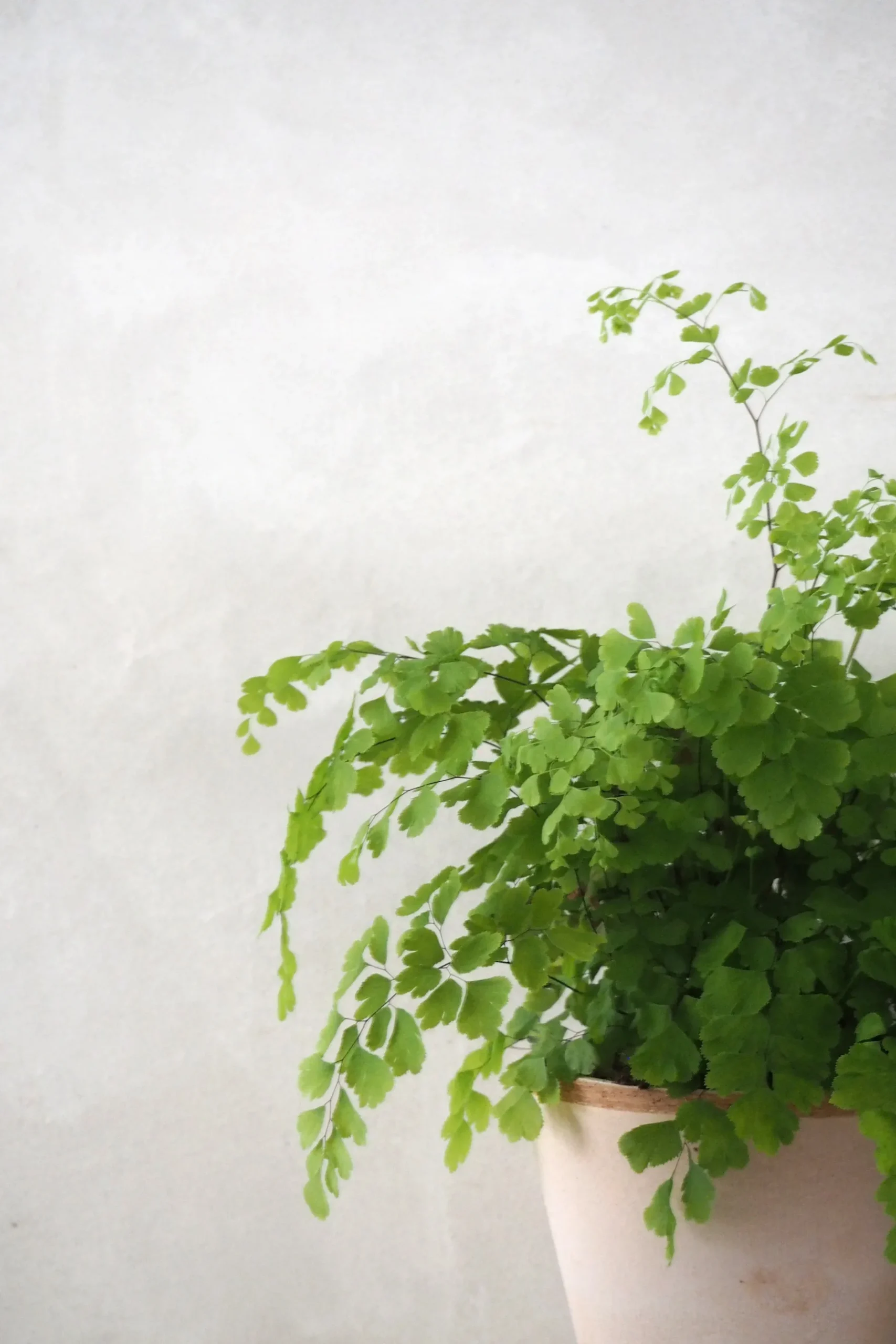 Tropiske Planter^PLANT Venushår bregne