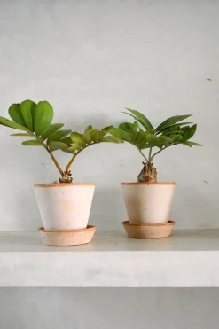 Tropiske Planter^PLANT Zamia Furfuracea