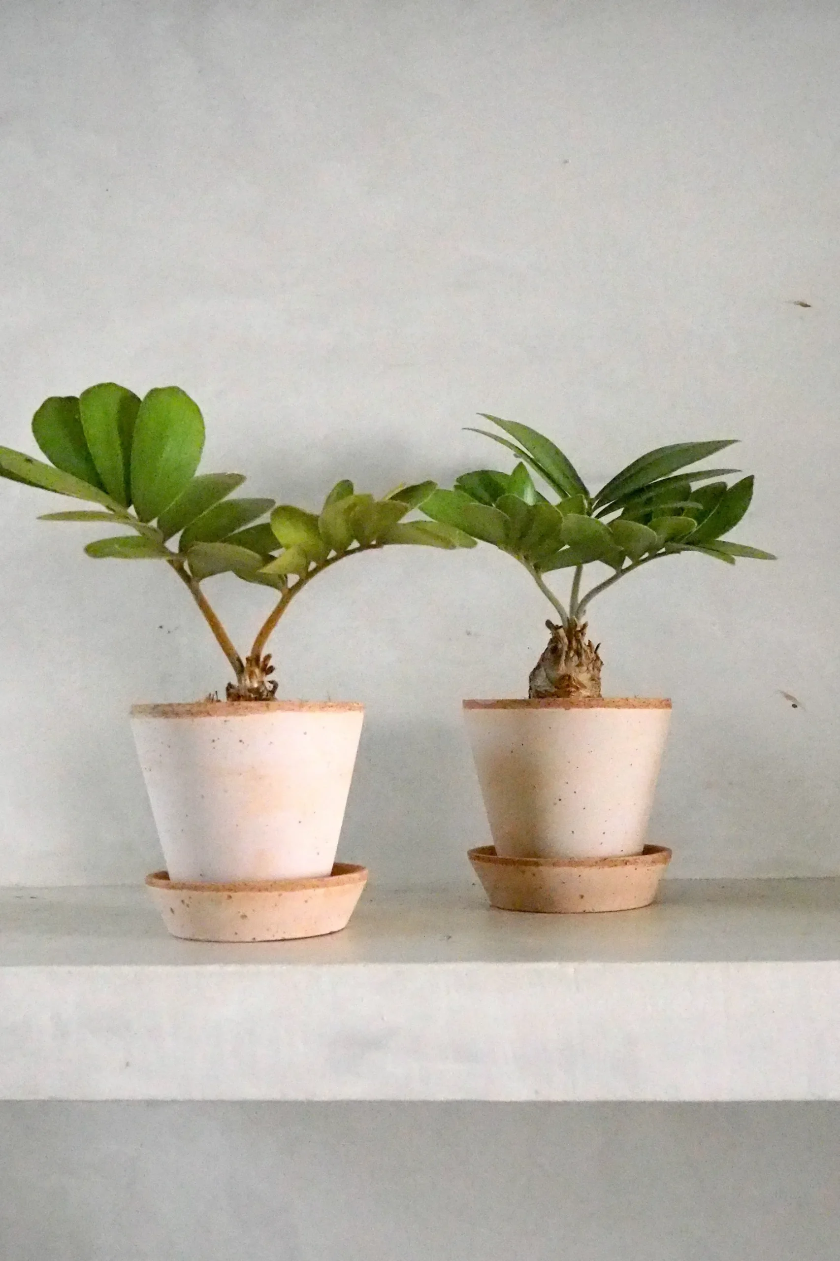 Tropiske Planter^PLANT Zamia Furfuracea